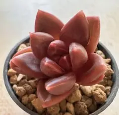 多肉植物 ピーチ姫(ブロンズ姫錦)③ カット苗 - メルカリ
