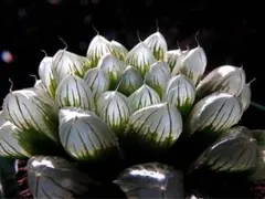 3769 黒紫玉露 ブラック系　多肉植物 ハオルチア アロエのサムネイル