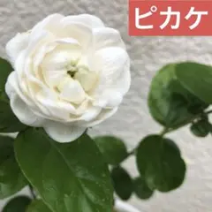 2026年最新】バラ咲きジャスミンの人気アイテム - メルカリ