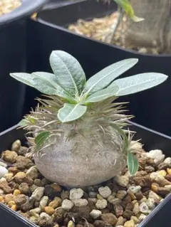 【激レア/大株/塊根植物】アデニア ペナンギアナ 鉢植え 大株 激レア/大株/塊根植物】アデニア ペナンギアナ 鉢植え 大株 【公式通販】