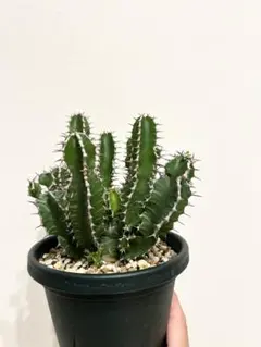 ユーフォルビア ムランジーナ em01 ［鉢ごとメルカリ便］ ロ*シ様 EM01 ユーフォルビア ムランジーナ 現地球 輸入即出品