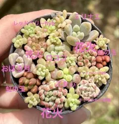 ちっち様 リクエスト 2点 まとめ商品