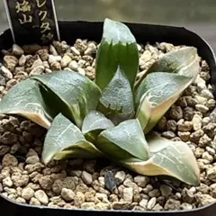 89g 多肉植物 ハオルチア 火焔山コレクタ錦 自家繁殖 鉢植え発送