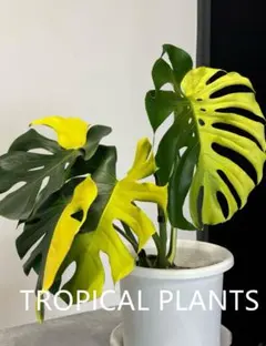 K897Monstera Lemon Lime モンステラ レモンライム TC株 - メルカリ