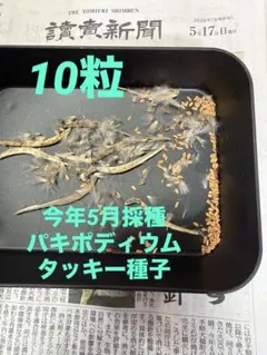 2026年最新】パキポディウム タッキーの人気アイテム - メルカリ