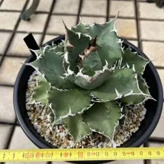 陶器鉢　狂鉢　アガベ　サボテン　コピアポア　グラキリス 陶器鉢 狂鉢 アガベ サボテン コピアポア グラキリス