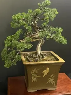 伊勢杜松模様樹小品盆栽_いせとしょうしょう_イセトショウショウヒン