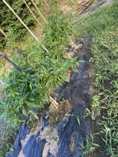 ししとう 300g 朝採れ 新鮮 福岡県産 農家直送 野菜のサムネイル