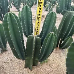 値下げ不可特別早い者勝ち価格　柱サボテン 鬼面角　10頭発根　サボテンブランチ m*y様 まとめ買いOK 柱サボテン 鬼面角 10頭発根 サボテン