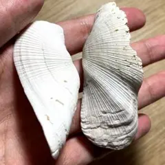 美品 アオイガイ 貝殻 北海道 タコブネ 標本 希少 自然 - メルカリ