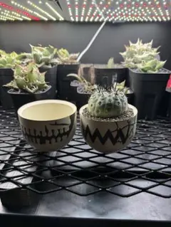 特大サイズ 自根 コピアポア シネレア 黒王丸 姫野翔太 蜂付き 特大サイズ 自根 コピアポア シネレア 黒王丸 姫野翔太 蜂付き