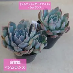 2025年最新】シムランスの人気アイテム - メルカリ