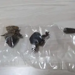 アルマジロトカゲ フィギュア ガチャ カプセルトイのサムネイル