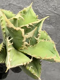 2026年最新】アガベ 子株つきの人気アイテム - メルカリ