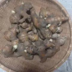 生姜 種芋 900g 籠の重量含む　鮮度抜群！ 植え付け用のサムネイル