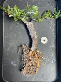 ま*＊様 オペルクリカリア パキプス 塊根植物 コーデックス　根挿しのサムネイル