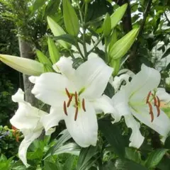 2025年最新】カサブランカ 球根の人気アイテム - メルカリ