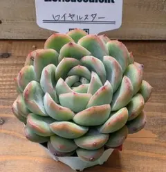 多肉植物 ルナソーラー 韓国苗 リエール苗 - メルカリ
