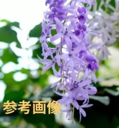 花付き♥　ペトレア・ウォルビリス　 サンドペーパーバイン　ペトレア　女王の首飾りのサムネイル