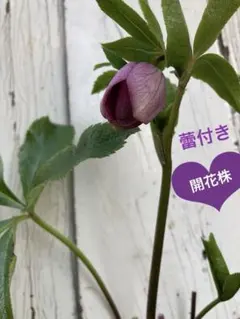 2026年最新】クリスマスローズ 株の人気アイテム - メルカリ