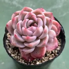 2026年最新】多肉植物抜き苗の人気アイテム - メルカリ