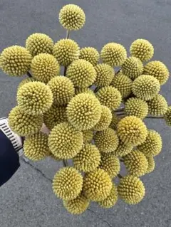 hana hana様 リクエスト 3点 まとめ商品