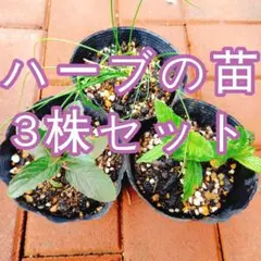 【追跡付き便】 ハーブ苗セット 3種 3株 ミント オレガノ ディルなどのサムネイル