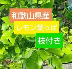 和歌山県産 レモンの葉 枝付き45枚↑ 無農薬⑰