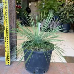 2025年最新】ユッカ リネアリフォリアの人気アイテム - メルカリ