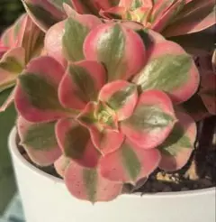 2025年最新】ピンクウィッチ アエオニウムの人気アイテム - メルカリ