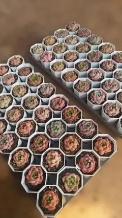 Top【選抜株】多肉植物　360828ベガ　35個　鉢無し/脱土 Top【選抜株】多肉植物 363714ロカ 48個 鉢無し/脱土 - メルカリ
