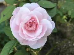 2026年最新】和バラ 苗の人気アイテム - メルカリ