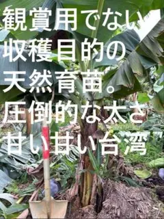 大苗100㎝ひたすら甘い高糖度◇収穫多い。スーパードワーフ台湾
