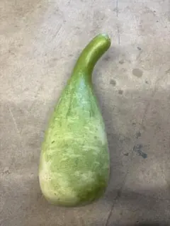 無農薬栽培いちじく 穂木 苗木 超希少品種 weihai青皮 - メルカリ