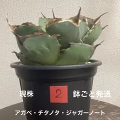 チタノタ魔丸 強棘暴牙 優良血統(発根済) - メルカリ