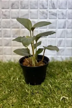 Homalomena 'Rec54-00' K0919-f1 ホマロメナ 大きめ ホマロメナ