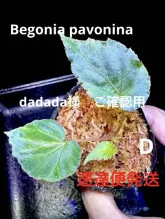 Begonia pavonina ベゴニアパボニナ 極青株❣️D原種 - メルカリ