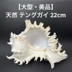 貝殻標本　テングガイ 天然貝殻 標本 インテリア 置物 貝殻 テングガイ レア - メルカリ