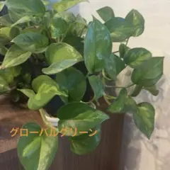 ポトス グローバル④ - メルカリ
