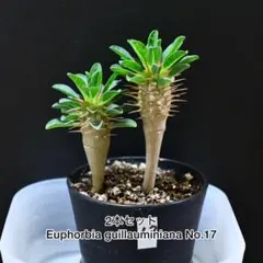 2025年最新】ユーフォルビア ギラウミニアナの人気アイテム - メルカリ