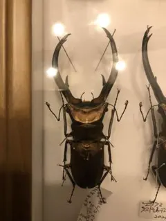 ハワイハネナシクワガタ Apterocyclus 標本 昆虫標本 - メルカリ