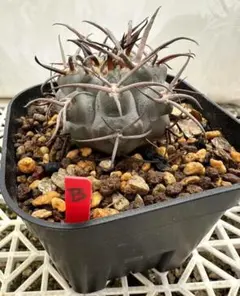 Naoki様 リクエスト 3点 まとめ商品