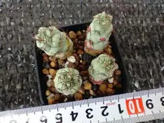 オルテゴカクタス・マクドガリー４本　カキコ★抜き苗★第四種郵便発送のサムネイル