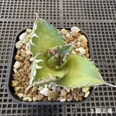 い*も様 3 覇王竜　アガベ　チタノタのサムネイル