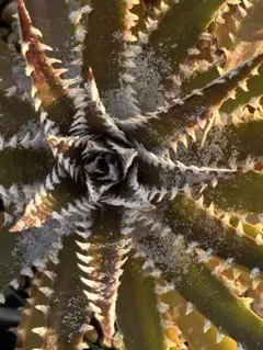 本物 DBディッキア Dyckia Morado 06-07-18 #241 ⑵ - メルカリ