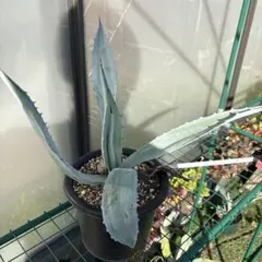 2026年最新】ウィンテリアーナの人気アイテム - メルカリ