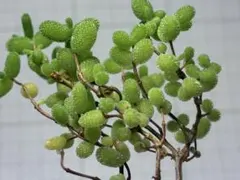 b362多肉植物 ドロサンテマム 蜜橘 カット苗 1カットのサムネイル