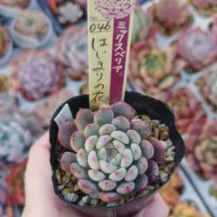 2025年最新】おらいさんの人気アイテム - メルカリ