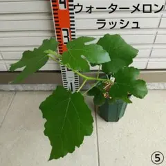 3852 農薬不使用 イチジク ③ウォーターメロンラッシュ 接木苗 - メルカリ