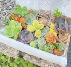 多肉植物⭐︎寄せ植えセット⭐︎25㎝×20㎝⭐︎コンパクト便発送